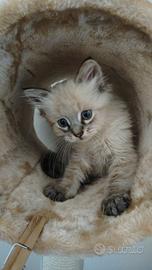 Gattino maschio