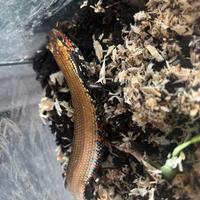 Rettile sauro scinco di fuoco