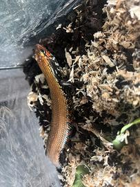 Rettile sauro scinco di fuoco