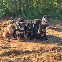 Cuccioli di cani beauceron