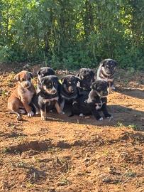 Cuccioli di cani beauceron
