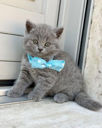 British ShortHair