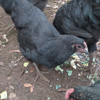 2 Gallina Australorp