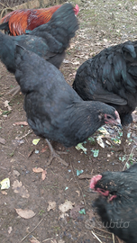 2 Gallina Australorp
