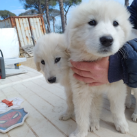 Cuccioli di pastore abruzzese