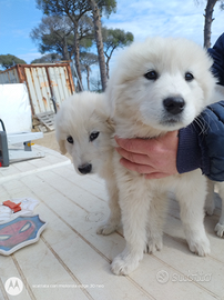 Cuccioli di pastore abruzzese