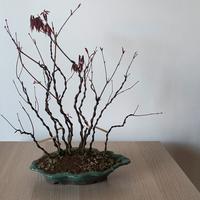 BOSCHETTO DI ACERI ATROPURPUREUM