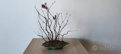 BOSCHETTO DI ACERI ATROPURPUREUM