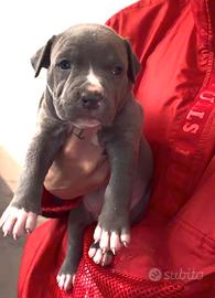 American pitbull terrier