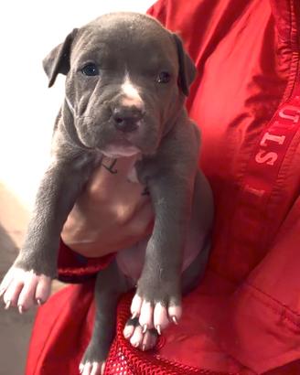 American pitbull terrier