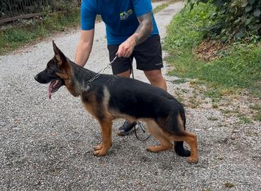 Cucciolo pastore tedesco 6 mesi per EXPO