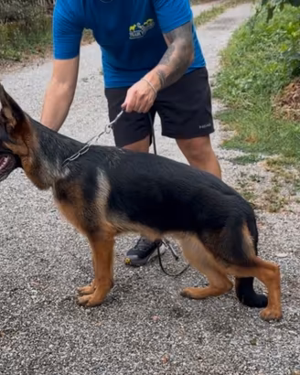 Cucciolo pastore tedesco 6 mesi per EXPO