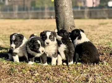 Cuccioli di border collie