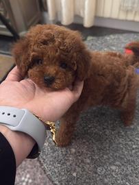 Barboncino mini toy red