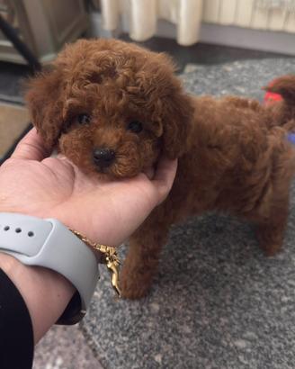 Barboncino mini toy red