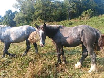 Percheron