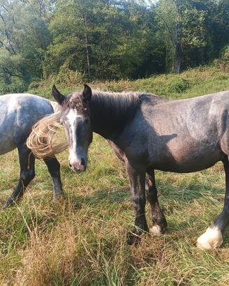 Percheron