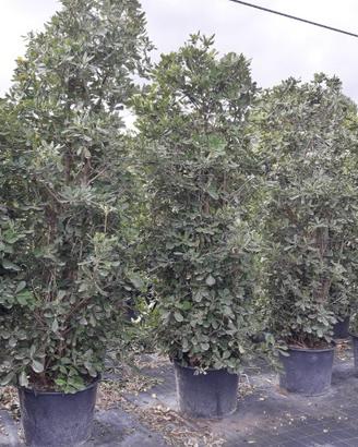 Pittosporo altezza 1,50/ 2,00 m per siepe