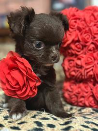 Ultimissimo micro maschio chihuahua chocolate