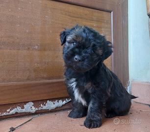 Cuccioli taglia piccola