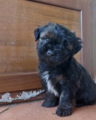 Cuccioli taglia piccola