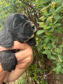 Cuccioli cocker