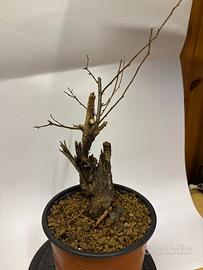 Pre bonsai Robinia 30cm