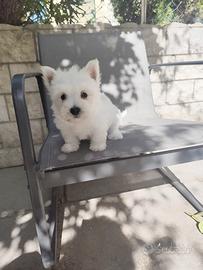 West White hinghland terrier