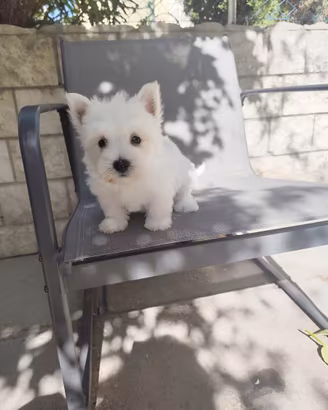 West White hinghland terrier