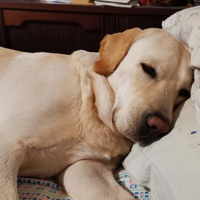 Cuccioli di labrador con pedigree