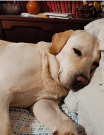 Cuccioli di labrador con pedigree