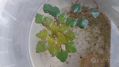 Castagna d'acqua Trapa Natans piante acquatiche