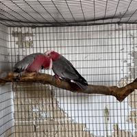 Coppia cacatua roseicapilla