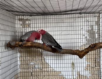 Coppia cacatua roseicapilla