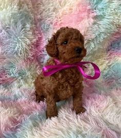 Cuccioli barboncini mini toy maschi femmine