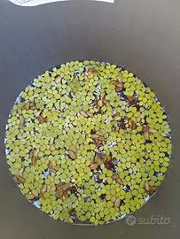 Salvinia natans (pianta acquatica ombreggiante)