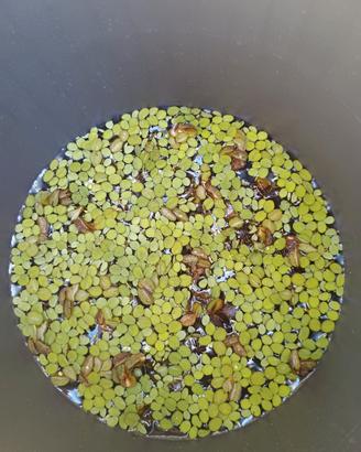 Salvinia natans (pianta acquatica ombreggiante)