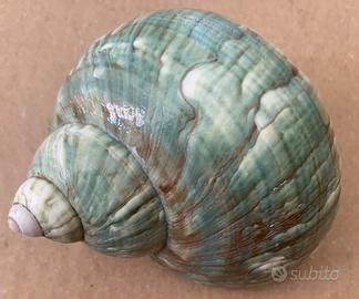 Conchiglia Turbo Lucida 7 x 5,5 cm Madreperla