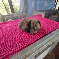 Coniglietto ariete nano