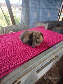 Coniglietto ariete nano