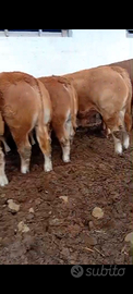Vitelli da reinstallo