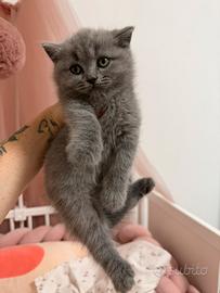 Gattino quasi 3 mesi maschio Scottish straight