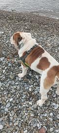 Bulldog inglese