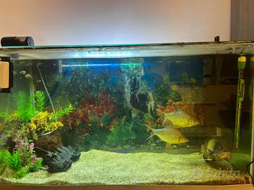 Acquario 250l 100x45x60