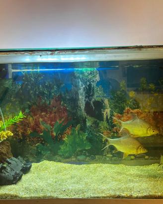 Acquario 250l 100x45x60