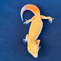 Geco leopardino morph blood tremper
