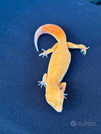 Geco leopardino morph blood tremper