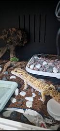 Gechi leopardini