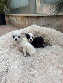 Vendita chihuahua Mini Toy