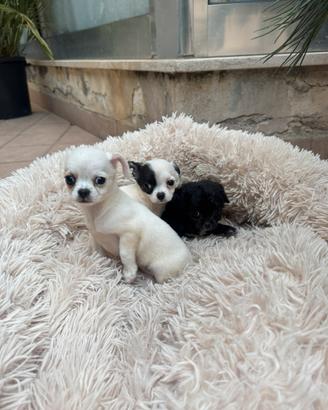 Vendita chihuahua Mini Toy